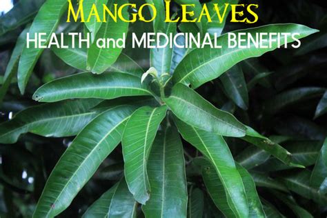 The Healing Properties of Mango Leaves: Traditional Medicine and Folklore