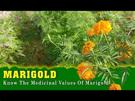 The Healing Properties of Marigolds: A Natural Remedy