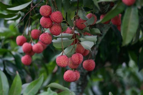 The Health Benefits of Lychee: A Delightful and Nutritious Choice