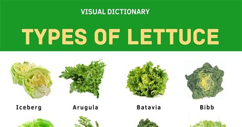 The Health Benefits of Verdant Lettuce Varieties