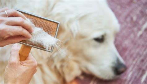 The Hidden Messages in Canine Hair Loss Dreams