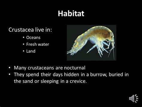 The Hidden Messages in Visualizing Crustaceans during Sleep