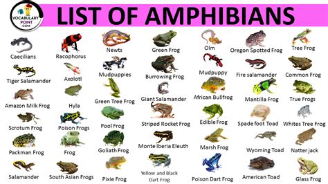 The Hidden World of the Soaring Amphibian