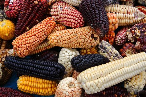 The Historical Origins of White Maize in Indigenous Cultures