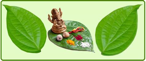 The Historical Significance of Betel Leaf Across Cultures
