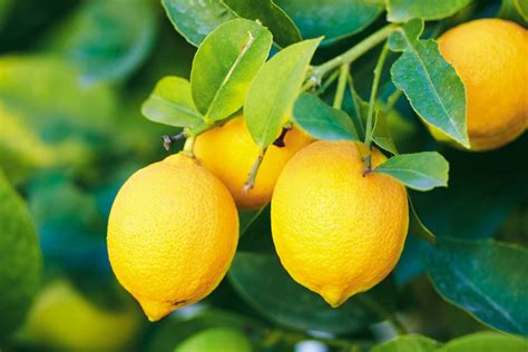 The Historical and Cultural Significance of Citrus limon