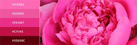 The History and Evolution of the Enchanting Hot Pink Hue