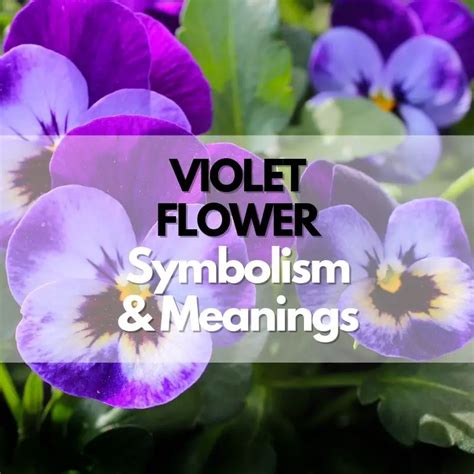 The History and Symbolism of Violet Footwear