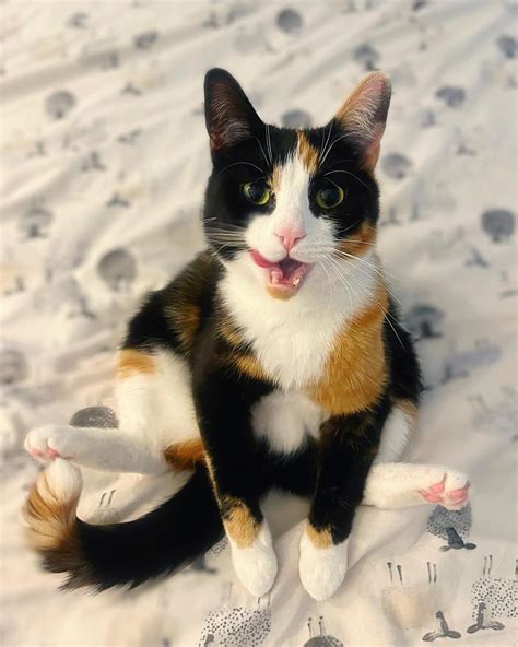 The History of Calico Cats: A Tapestry of Colors and Legends