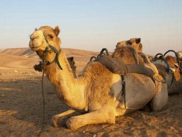 The History of Camel Sacrifice