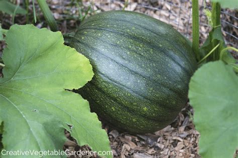 The History of Pumpkin Cultivation