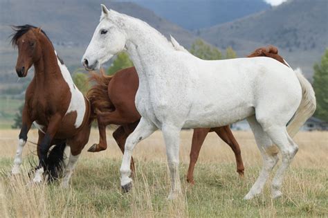 The Horse: A Symbol of Dominance and Liberation