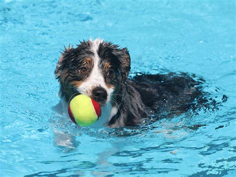 The Impact of Swimming on Puppies: A Psychological Perspective