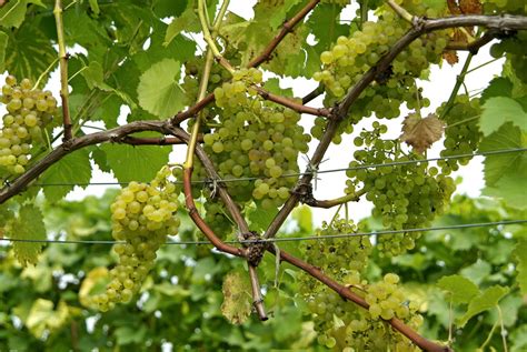 The Impact of the Grape Tree Vision on Grape Cultivation