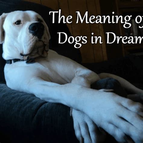 The Importance of Animal Symbolism in Interpreting Dreams