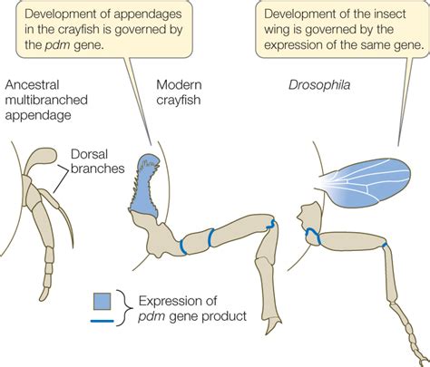 The Importance of Avian Appendages in Dreams