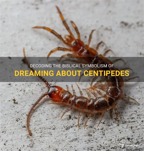 The Importance of Centipedes in Decoding Dream Messages