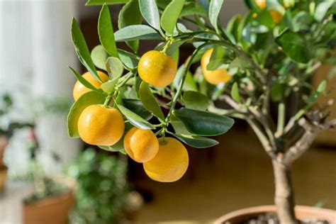 The Importance of Citrus Trees in Cultural and Spiritual Practices