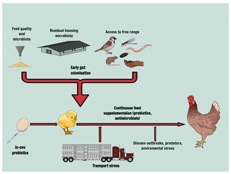 The Importance of Fantasizing about Poultry