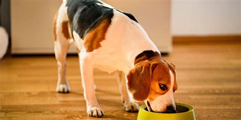 The Importance of Gnawing for Canine Well-being