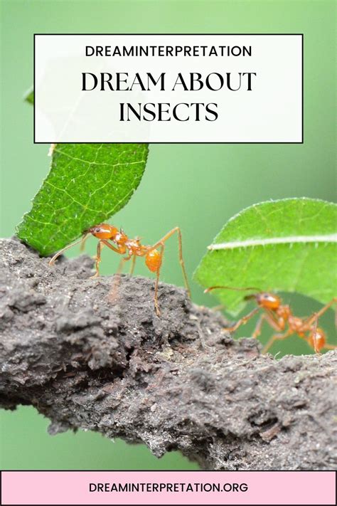 The Importance of Insects in Dream Analysis