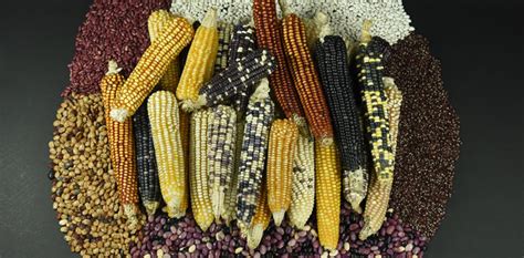 The Importance of Maize in Indigenous Communities: A Cultural Perspective