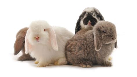 The Importance of Rabbits as Symbols of Fertility and Renewal
