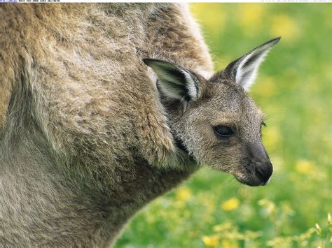 The Incredible Adaptations of Marsupial Hoppers