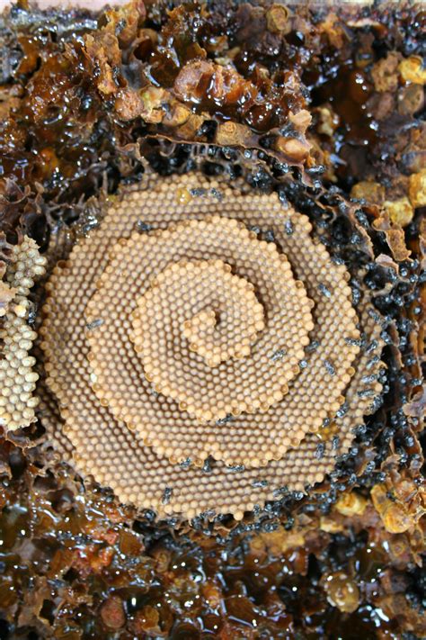 The Incredible Architecture of Bee Hives