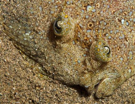 The Incredible Camouflage Capabilities of Emerald Anurans