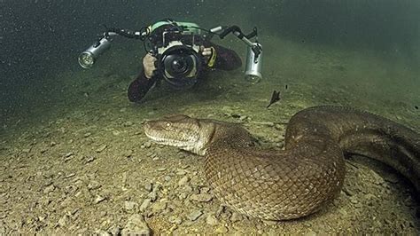 The Incredible Size of Colossal Serpents