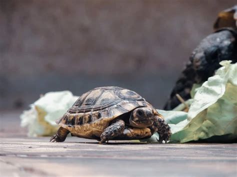 The Influence of Personal Experiences on the Significance of Dreaming of a Tortoise Lacking its Protective Casing