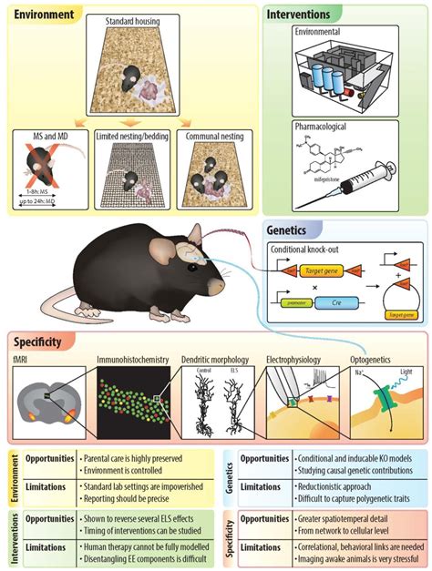 The Influence of Rodent Ingestion Dreams on Personal Advancement and Progression