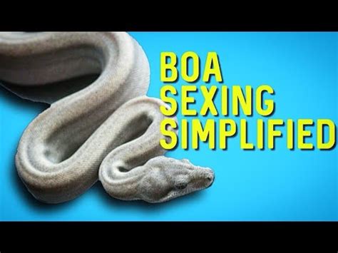 The Interplay Between Boa Constrictors and Sexual Connotations in the Realm of Dreams