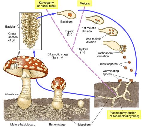 The Interplay between Mushroom Development and Skin Conditions