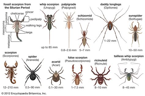 The Interpretations and Significance Behind Enormous Arachnids