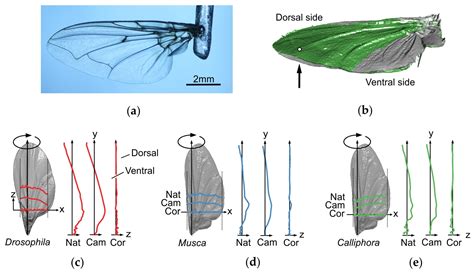 The Intricacy of Fly Wing Structure and Its Role in Flight