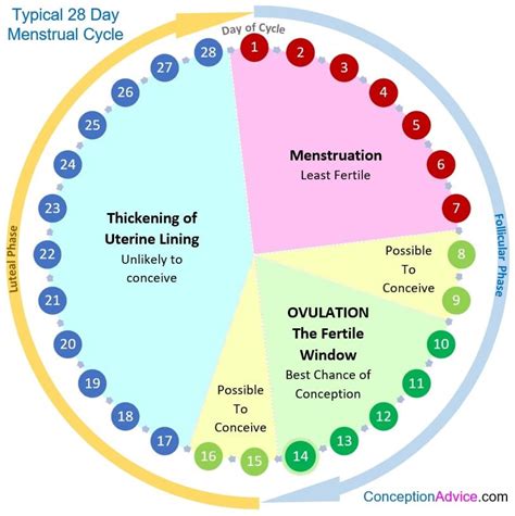 The Intricate Connection between menstrual cycle and femininity