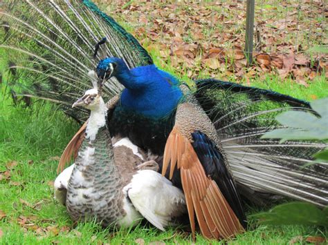 The Intricate Mating Displays of Male Peafowls