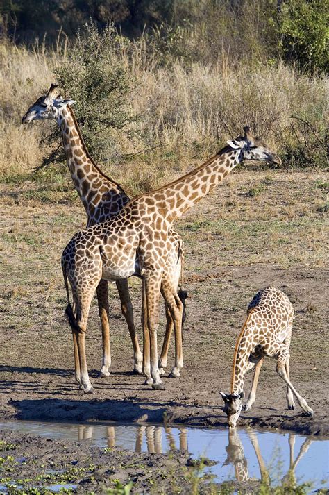 The Intrigue Surrounding Giraffes: From Wilderness Exploration to Unusual Companionship