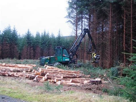 The Intriguing Allure of Forest Harvesting: A Profound Psychological Examination