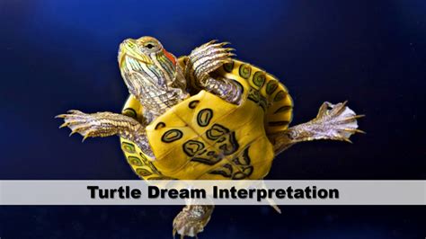 The Intriguing Allure of Turtles within the Realm of Dreams
