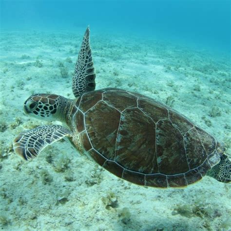 The Intriguing Life Cycle of Juvenile Marine Turtles