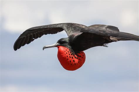 The Intriguing Link Between Avian Sleep and Migration