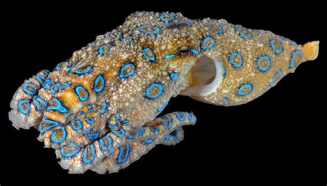 The Intriguing Realm of Cephalopods: Deciphering Their Mysterious Behavior