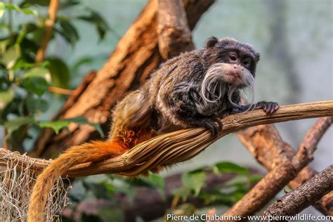 The Intriguing Realm of Diminutive Primates