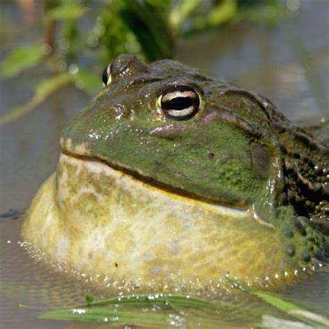 The Intriguing Realm of Enormous Bullfrogs