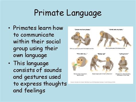 The Intriguing Realm of Primate Communication