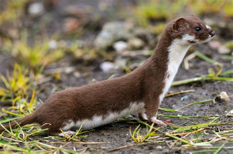 The Intriguing Species: Shadow Mustela