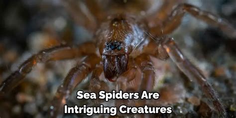 The Intriguing Symbolism of the Aquatic Arachnid